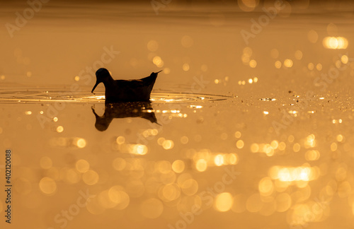 The red-necked phalarope, also known as the northern phalarope and hyperborean phalarope photo