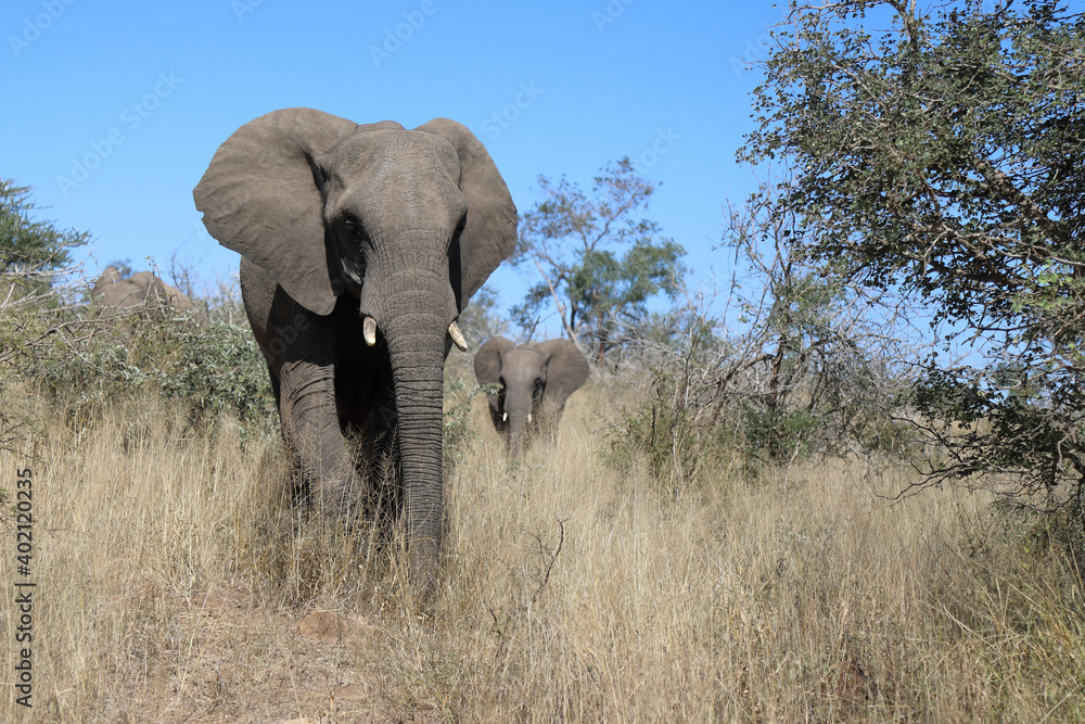 Fototapeta premium Afrikanischer Elefant / African elephant / Loxodonta africana