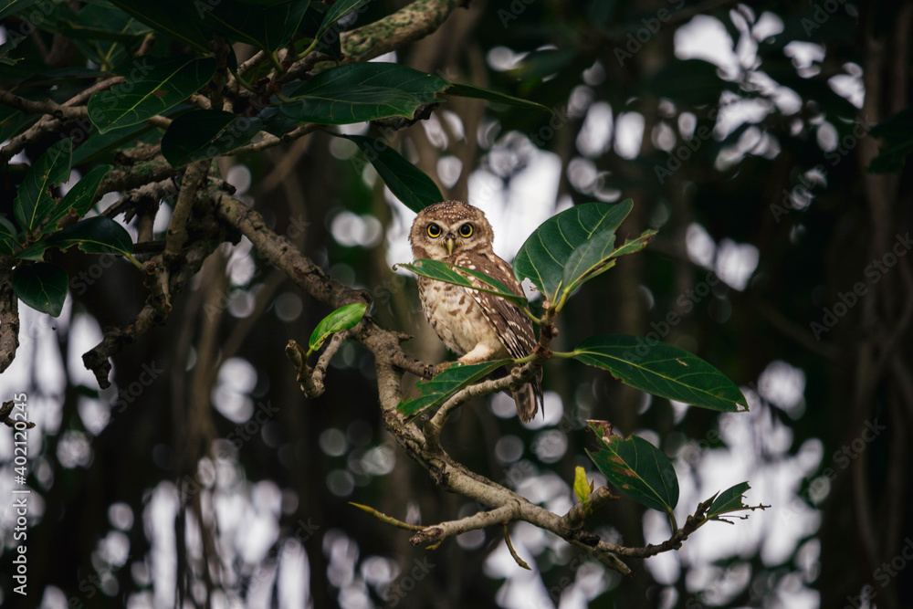 Owl on tree