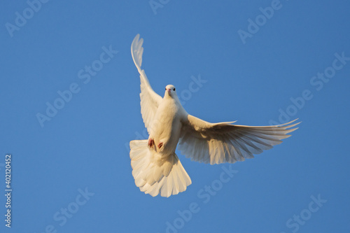 white dove symbol of peace spread its wings in the blue sky