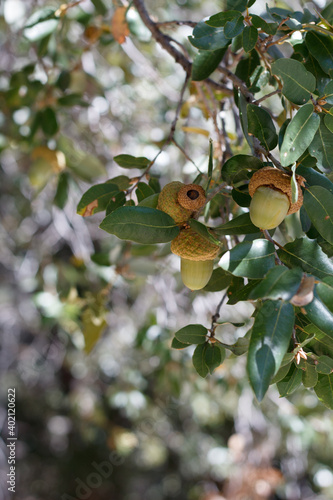 Green Immature acorn nut fruit of Canyon Live Oak, Quercus Chrysolepis, Fagaceae, native monoecious perennial evergreen arborescent shrub in the San Jacinto Mountains, Peninsular Ranges, Autumn. photo