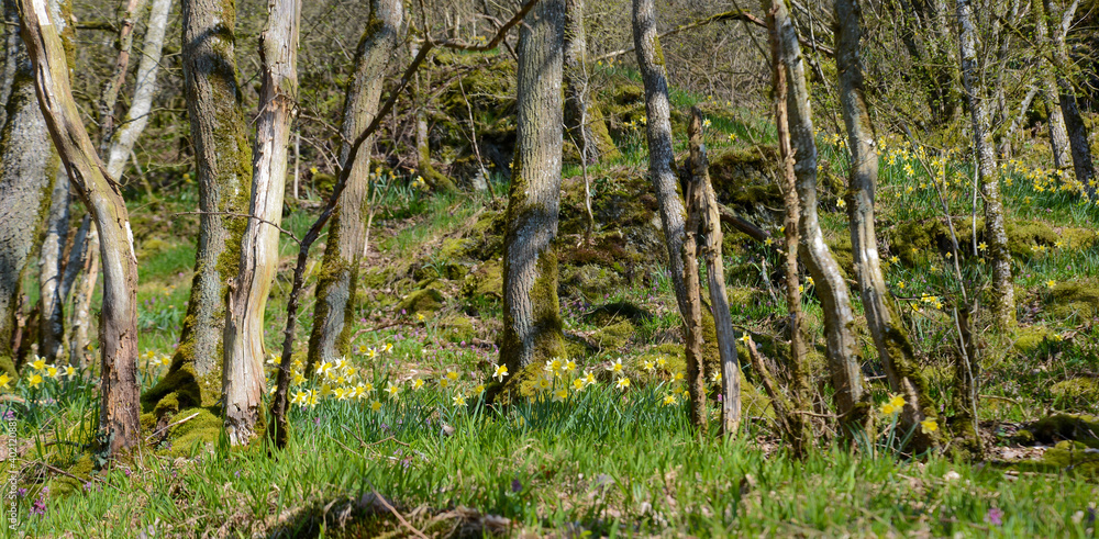 wild daffodils in the forest in spring