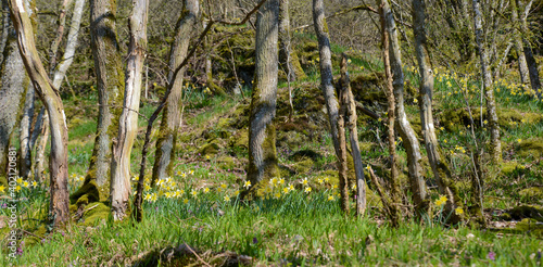 wild daffodils in the forest in spring