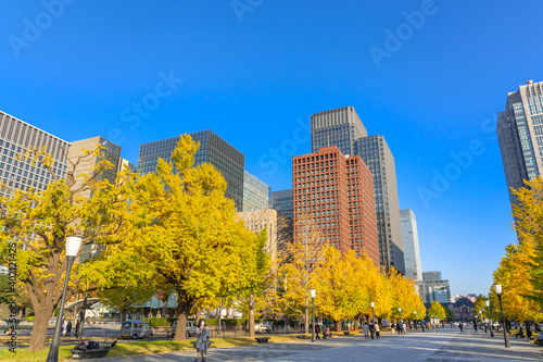 東京駅 銀杏並木