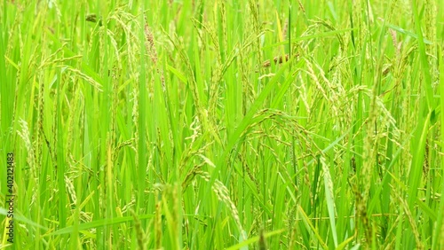 Rice fields in the morning Refreshing