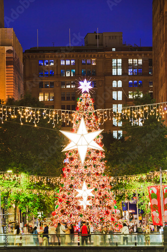 Photography Sy XMas tree martin vert