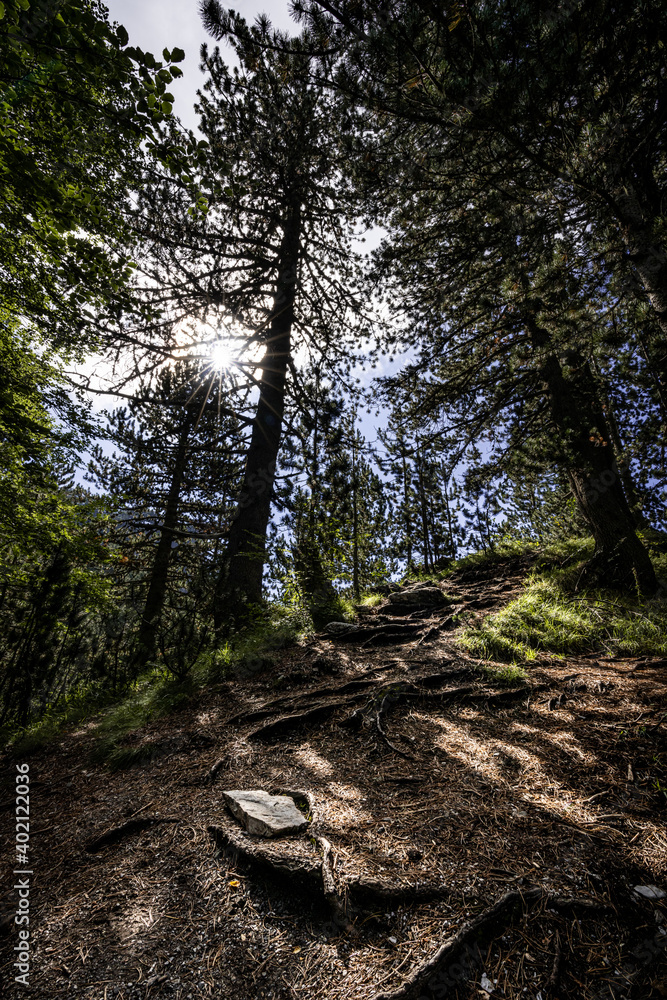 Fototapeta premium Olympus forest