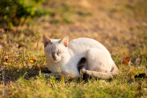 Thai cat sitting on the green grass in the garden with sunrise.