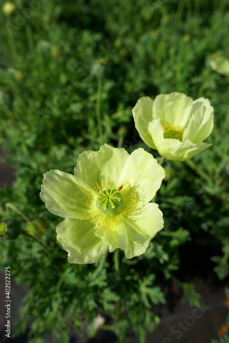 papaver miyabeanum photo