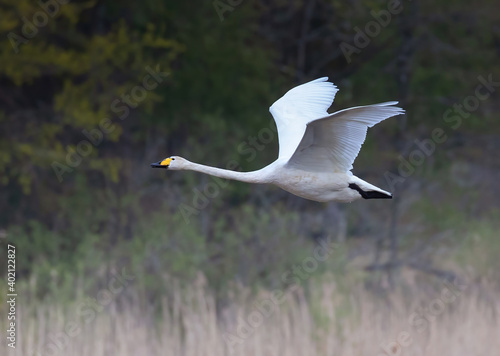 Photos Whooper swan; (Cygnus cygnus).