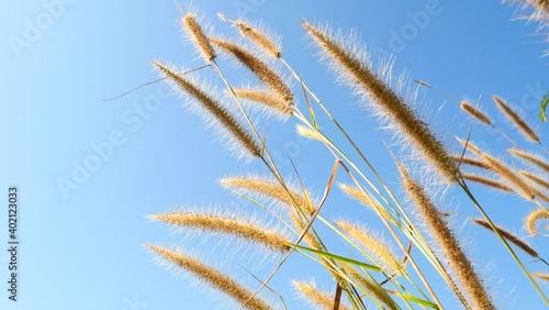 The grass was exposed to the sunlight in the morning