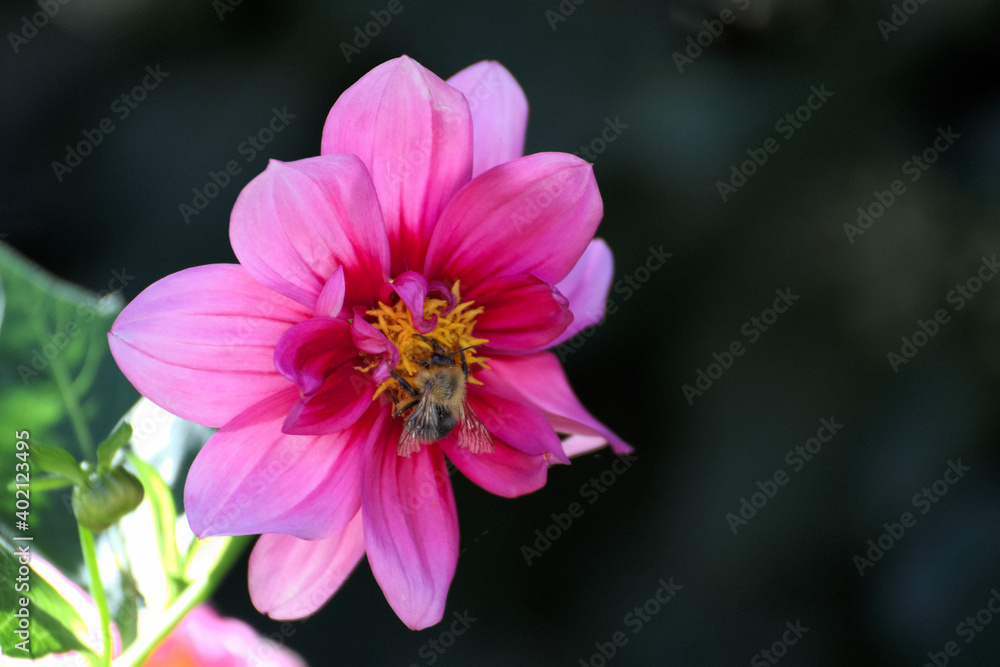 Close up of a beautiful flower in the garden at summer time