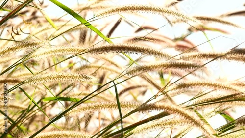 The grass was exposed to the sunlight in the morning