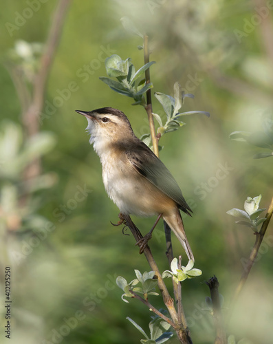 The sedge warbler (Acrocephalus schoenobaenus) is a bird that belongs to the reed warbler family.