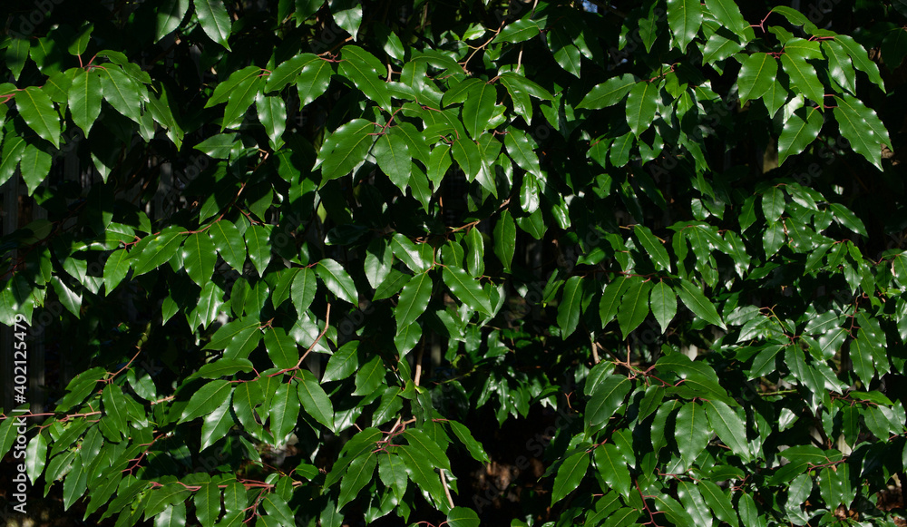 Full frame dark green evergreen bay foliage on sunny winters day Full frame dark green evergreen bay foliage on sunny winters day