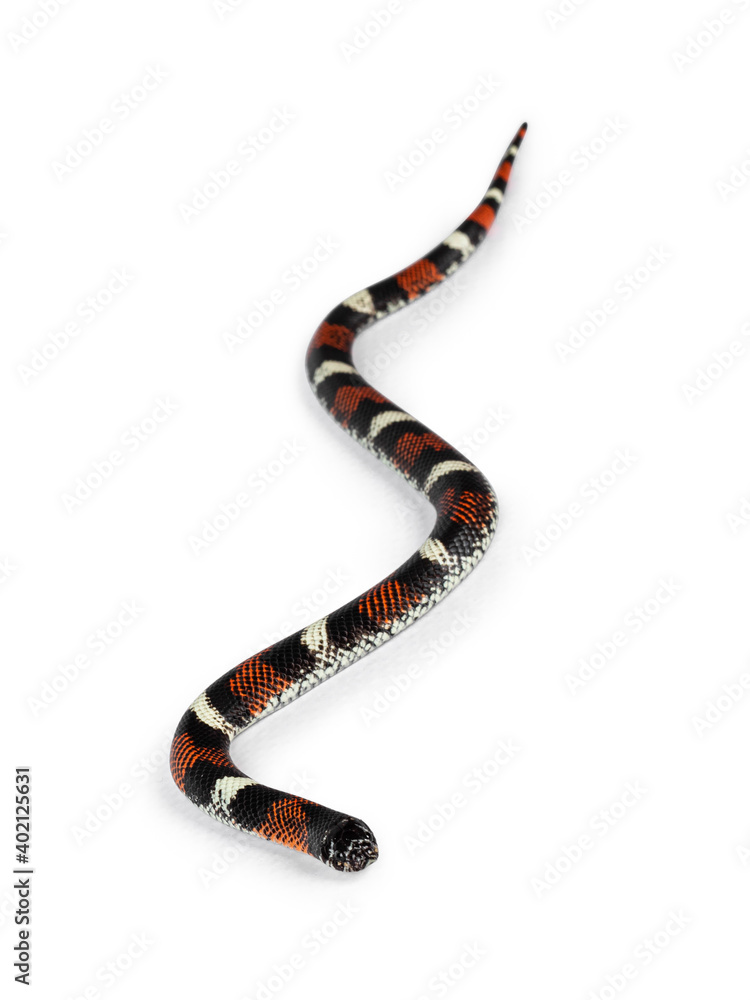 Naklejka premium Tri-color hognose aka Xenodon pulcher snake. Isolated on white background.