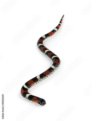 Tri-color hognose aka Xenodon pulcher snake. Isolated on white background.