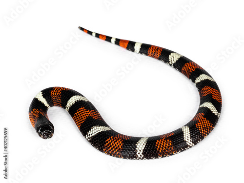 Tri-color hognose aka Xenodon pulcher snake. Isolated on white background.Tri-color hognose snake on white