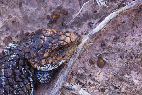 Head of Tiliqua rugosa, the western shingleback or bobtail lizard, near Cranbrook in Western Australia photo