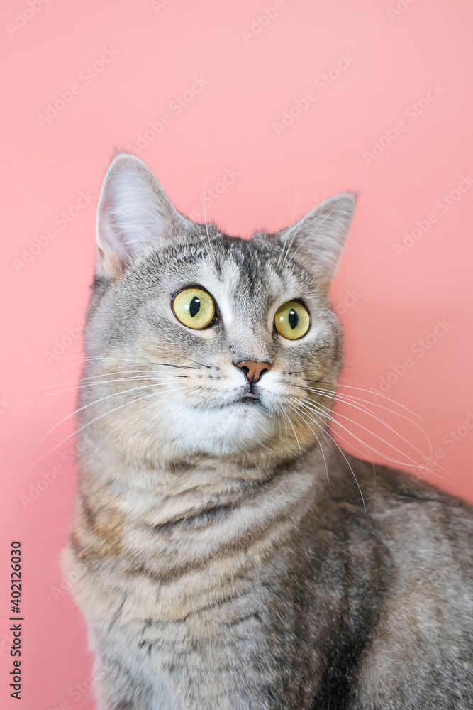 Portrait of a gray cat with green eyes close-up on a pink background. Cute funny curious pet... Portrait of a gray cat with green eyes close-up on a pink background. Cute funny curious pet...
