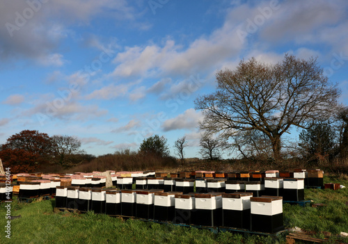 Group of beehives with trees in background against blue cloudy sky © Jane Tansi