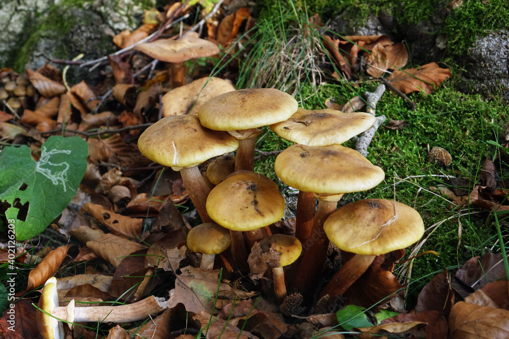 Autumn.A bunch of yellow fungi Autumn.A bunch of yellow fungi