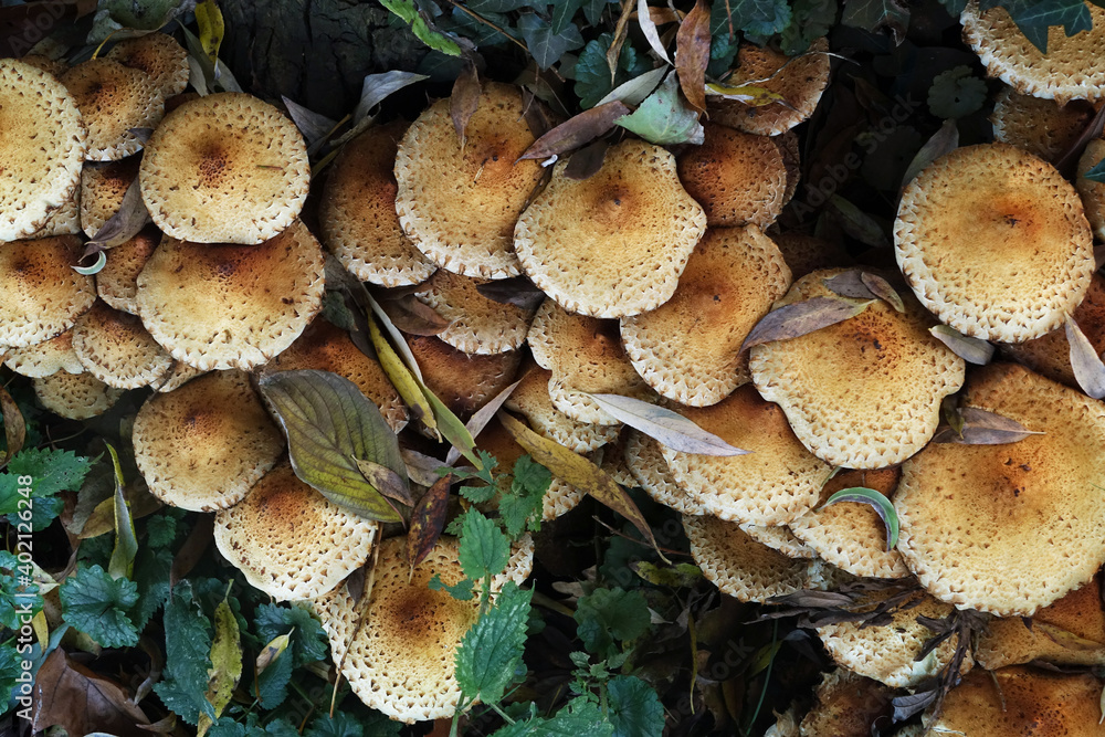 Autumn. A bunch of yellow fungus Autumn. A bunch of yellow fungus