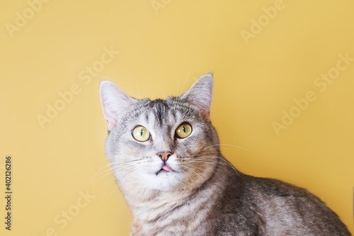 Fototapeta Naklejka Na Ścianę i Meble -  Portrait of a gray cat with green eyes close-up on a yellow background. Cute funny curious pet..