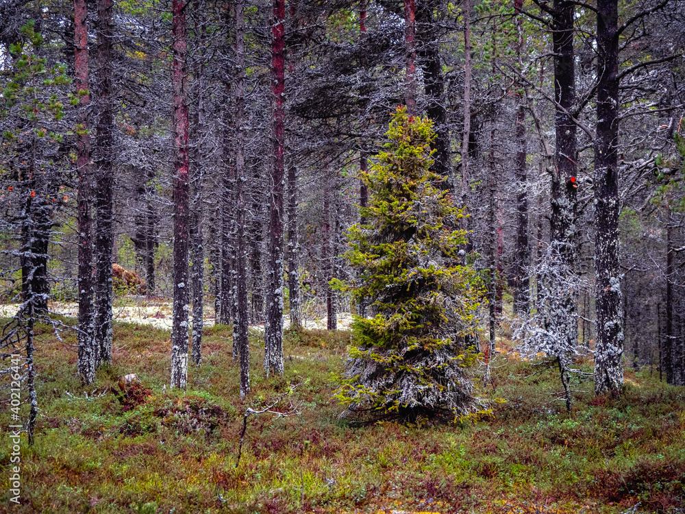 Fototapeta premium Fabulous Northern forest. Fir-tree covered with moss.Natural background