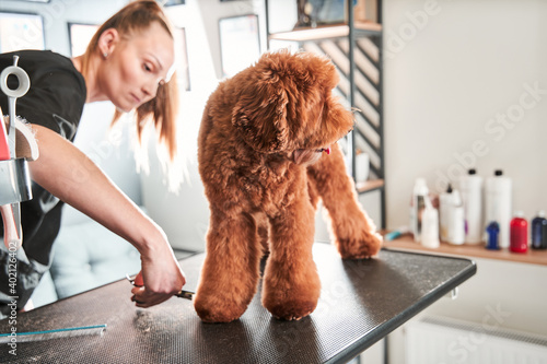 Calm adorable labradoodle at grooming procedure photo