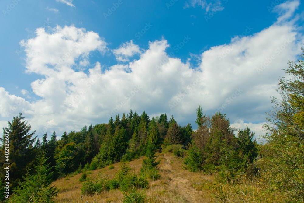 mountain forest summer landscape with touristic route between pine trees June clear weather day time environment space scenic view mountain forest summer landscape with touristic route between pine trees June clear weather day time environment space scenic view