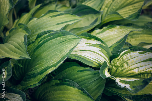 Hosta foliage background. Wallpaper with green plant leaves