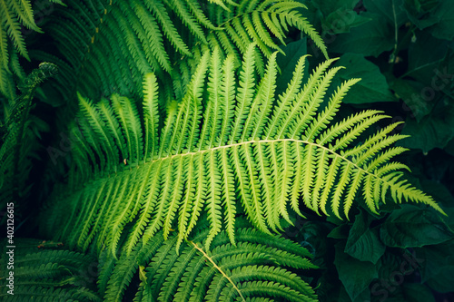 Perfect natural fern pattern. Beautiful background made with young green fern...