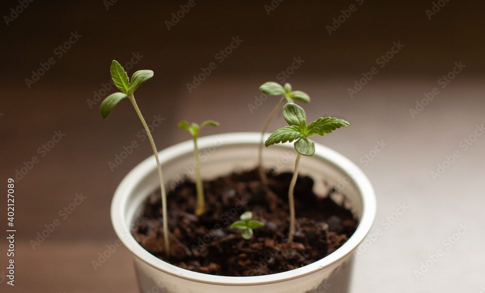 sprouting little marijuana flowers in pot close up sprouting little marijuana flowers in pot close up