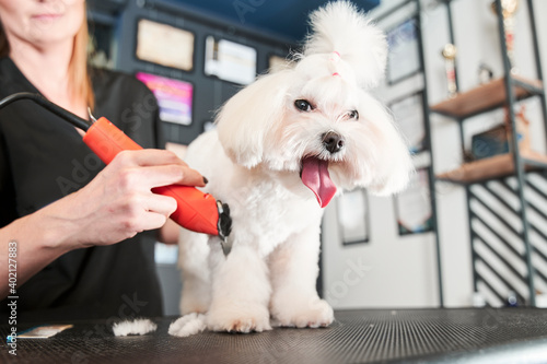 Maltipoo dog standing at the table with tongue sticking out photo