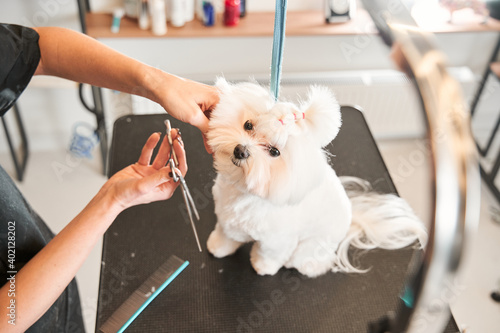 Maltipoo dog sitting at the table while being haircut photo