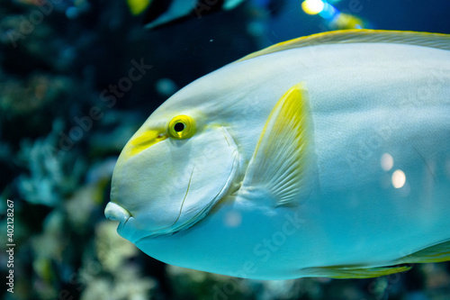 yellow tang fish