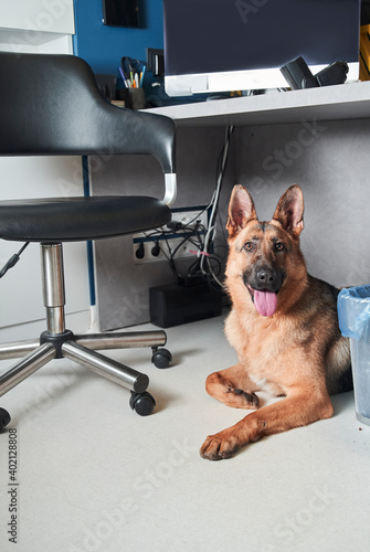 Shepherd dog laying at the floor under the table