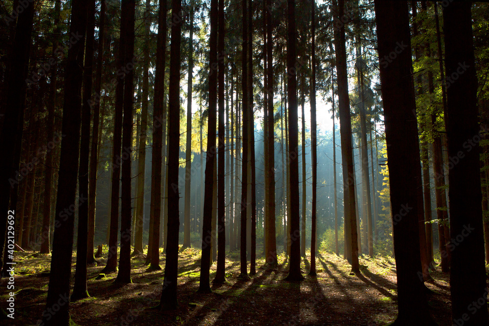 Obraz premium Autumnal forest