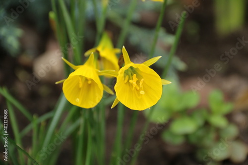 flowers, park, greenery, nature, lawns, garden, courtyard, crocuses, tulips, daffodils, spring
