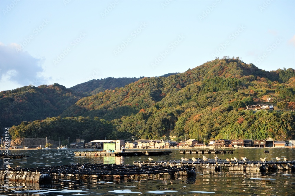 Flock of Black-Tailed Gull perched on float at Funaya, boat houses, at Ine bay in Autumn , Ine city, Kyoto, Japann - 京都 伊根の舟屋 海猫 秋の景色