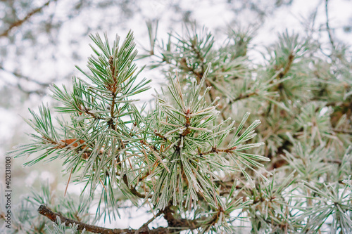 Spruce branch covered with snow in the winter forest