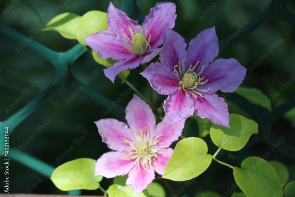 flowers, park, greenery, nature, lawns, garden, courtyard, crocuses, tulips, daffodils, spring flowers, park, greenery, nature, lawns, garden, courtyard, crocuses, tulips, daffodils, spring