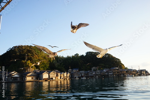 Black-Tailed Gull flying with the background of Funaya, boat houses, at Ine bay in Autumn , Ine city, Kyoto, Japan - 海の上を飛ぶウミネコ 伊根の舟屋 photo