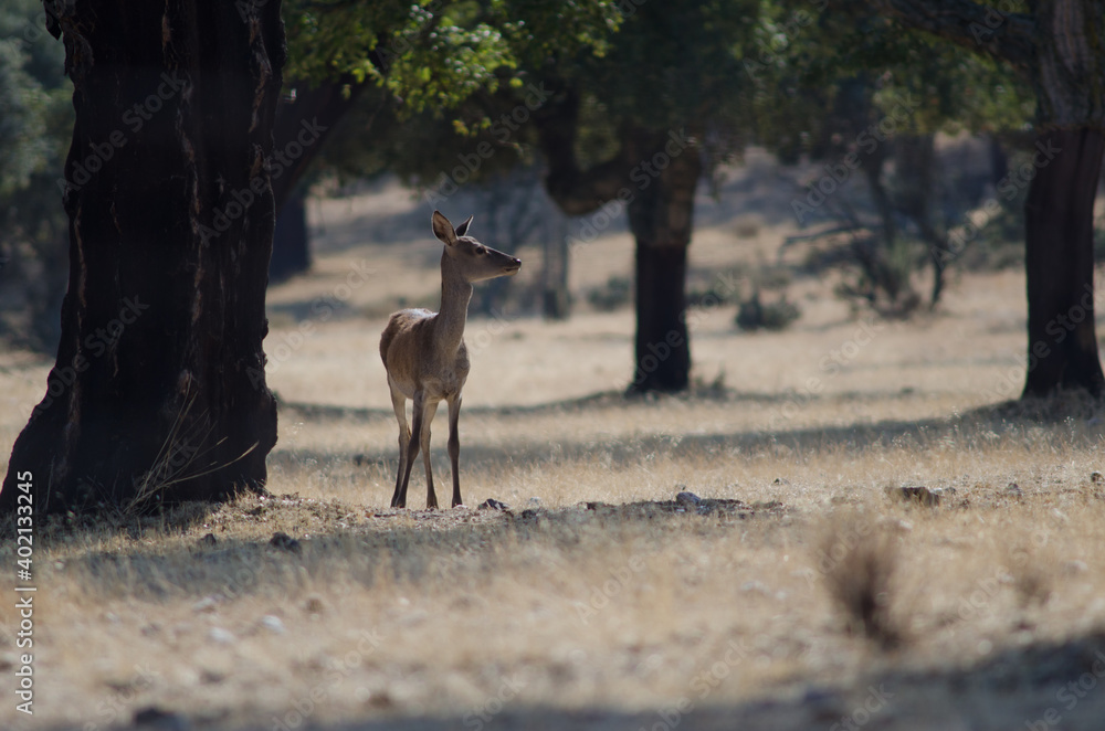Female Spanish red deer Cervus elaphus hispanicus. La Herguijuela Farm. Toril. Caceres. Extremadura. Spain. Female Spanish red deer Cervus elaphus hispanicus. La Herguijuela Farm. Toril. Caceres. Extremadura. Spain.
