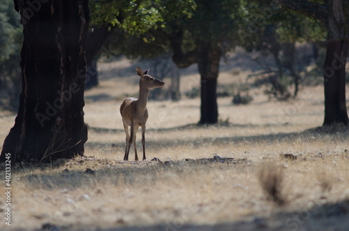 Fototapeta Naklejka Na Ścianę i Meble -  Female Spanish red deer Cervus elaphus hispanicus. La Herguijuela Farm. Toril. Caceres. Extremadura. Spain.