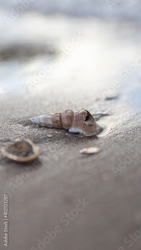 Sea shell