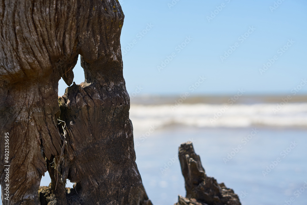 Old woods on the beach