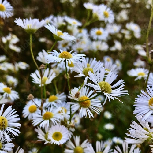 daisies in the field