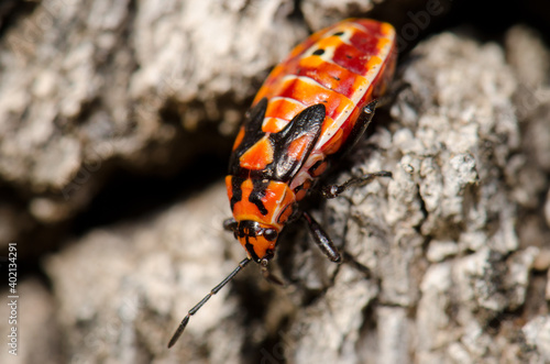 Nymph of red bug Scantius aegyptius. Monfrague National Park. Caceres. Extremadura. Spain.